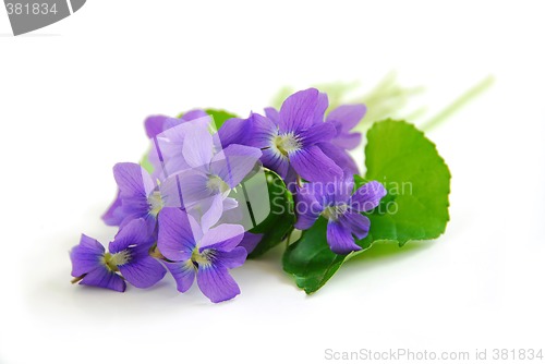 Image of Violets on white background