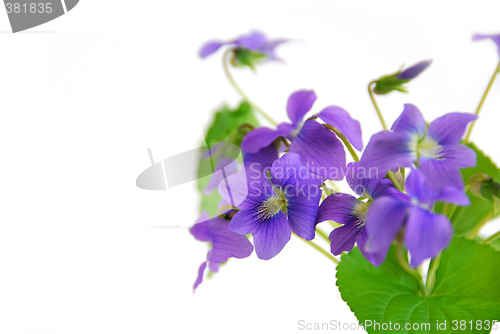 Image of Violets on white background