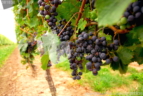 Image of Red grapes