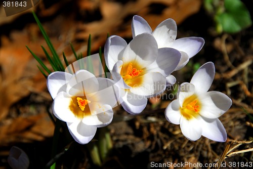 Image of Crocus