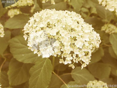 Image of Retro looking Hortensia flower