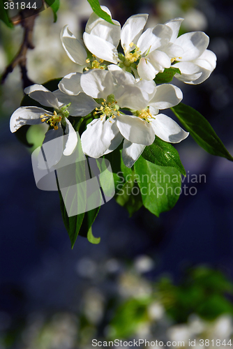 Image of Apple blossom