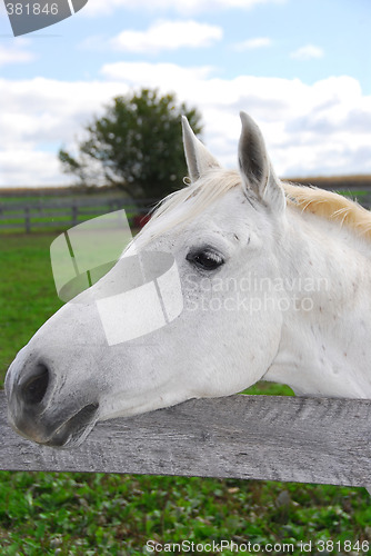 Image of White horse