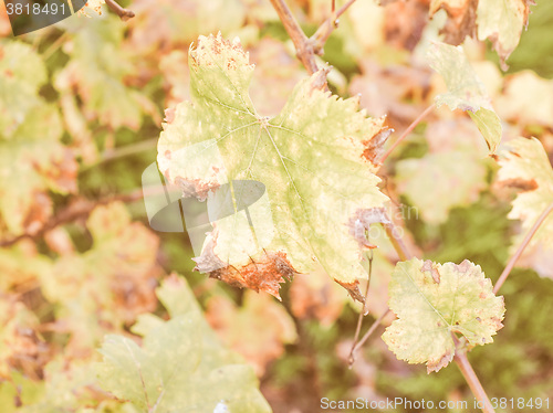 Image of Retro looking Vitis plant leaf