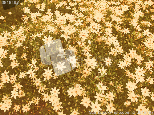 Image of Retro looking Flowers