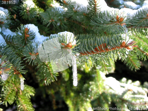 Image of Winter fir