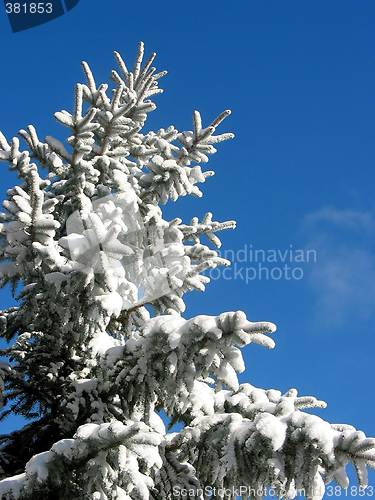 Image of Winter fir under snow