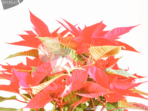 Image of Retro looking Poinsettia Christmas star