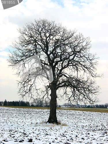 Image of Tree in a winter field