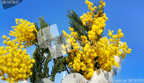 Image of Branches of mimosa flower on bright blue background