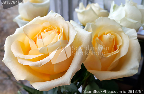 Image of Beautiful tea roses at a window