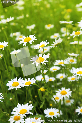 Image of Beautiful wild daisies