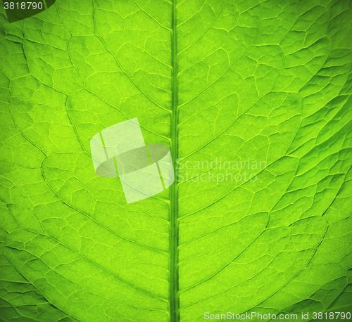 Image of Green fresh leaf texture