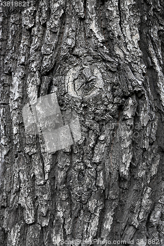 Image of Texture of tree trunk