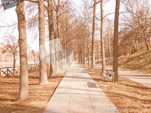 Image of Path among trees vintage