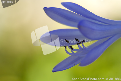 Image of blue flower