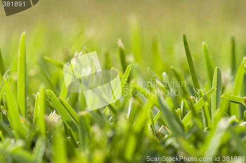 Image of grass perspective (soft focus)