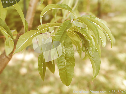 Image of Retro looking Peach tree leaf