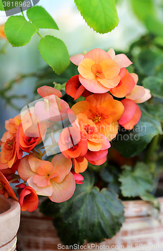 Image of Blossoming begonia