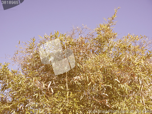 Image of Retro looking Bamboo plants