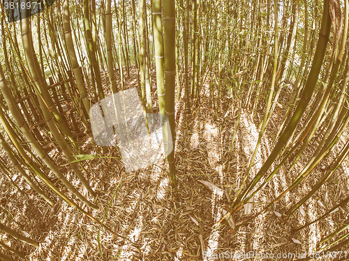 Image of Retro looking Bamboo tree