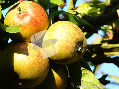 Image of ripe apples