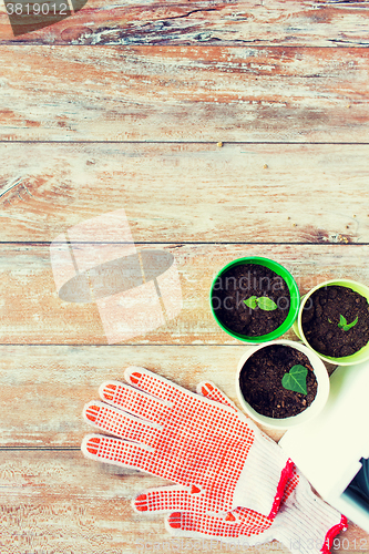 Image of close up of seedlings and garden gloves