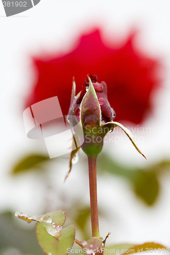 Image of Red rose in perspective