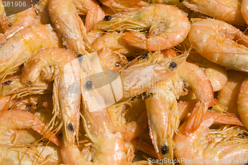 Image of shrimp pattern