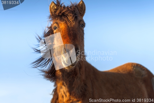 Image of Brown horse closeup