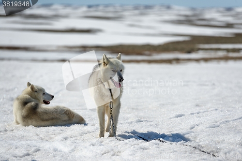 Image of Siberian Husky in snow