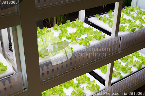 Image of Hydroponics rack for lettuce