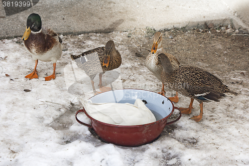 Image of Domestic ducks in a snow