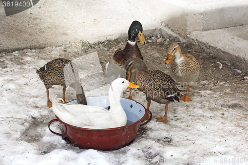 Image of Domestic ducks in a snow