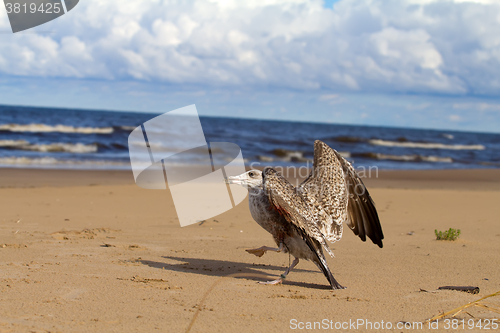 Image of seagull dies in a trap from the thrown line