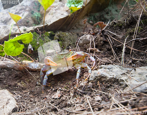 Image of Crabs in the mountains of the Mediterranean