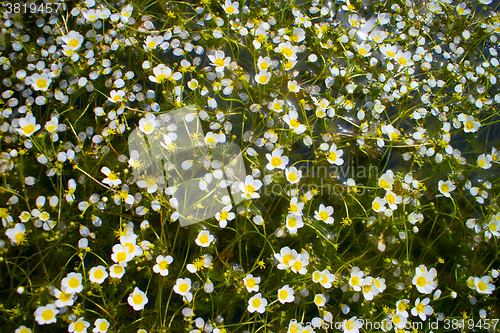 Image of beautiful carpet of snow-white water flowers cover waterbody