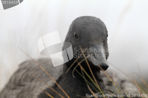 Image of Closeup portrait of brent goose (Branta bernicla). Young bird