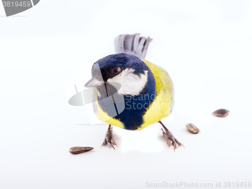 Image of bright spring bird one animal  great tit