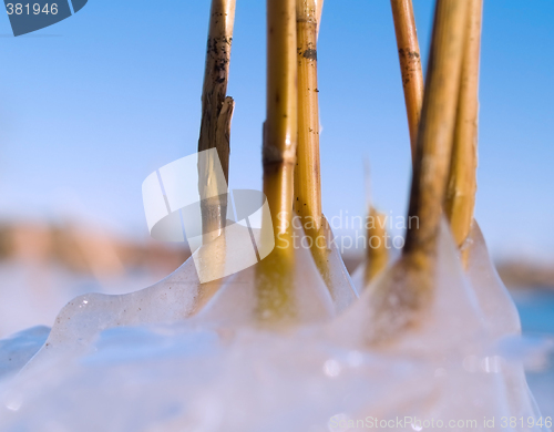 Image of Icy reed