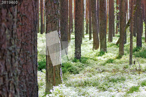 Image of Ancient pine forest brightly lit by sun - life in the woods by Henry Thoreau