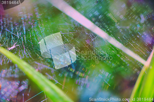 Image of bright beautiful macro with spider web