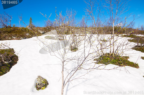 Image of spring thawing of snow  polar circle