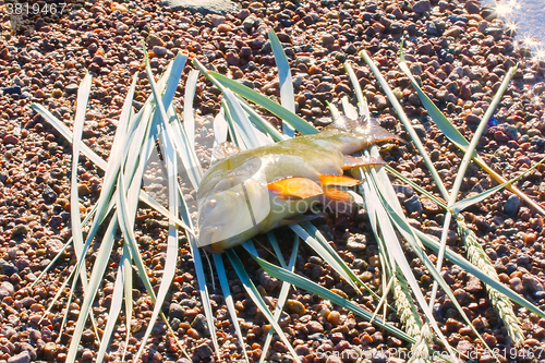 Image of Good catch. Tench is a very tasty fish