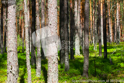 Image of Pine forest - place for healthy walks