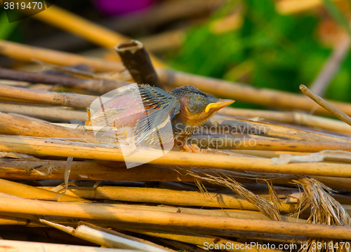 Image of Little naked chick of singing birds fell out of nest. Ugly duckling