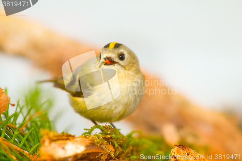 Image of goldcrest on a white background on a branch