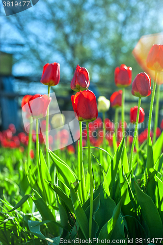 Image of Field of red colored tulips 