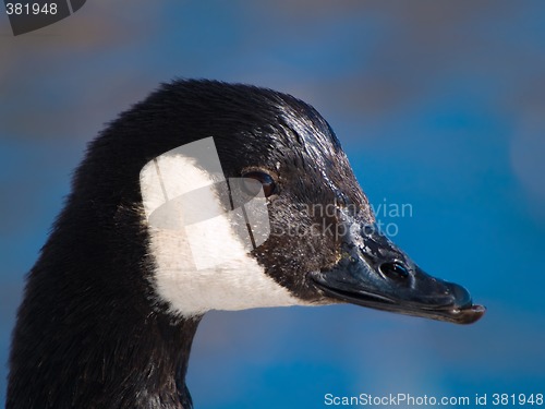 Image of Canada goose close-up