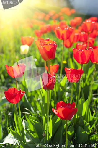 Image of Field of red colored tulips 